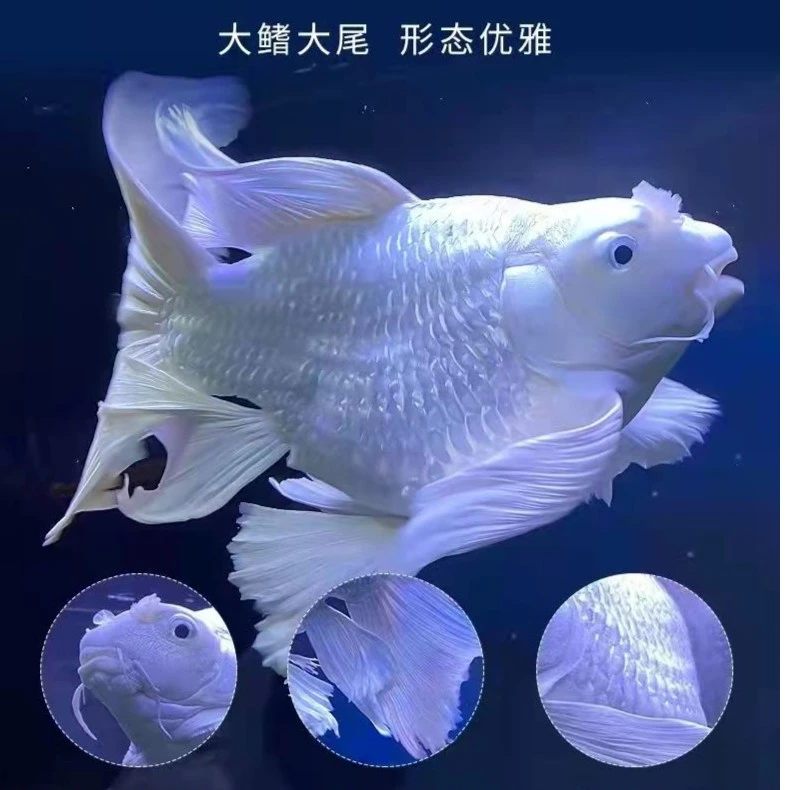 17-19公分精品纯球蝴蝶鲤大鳍大尾狮子头圆手鳍石膏白