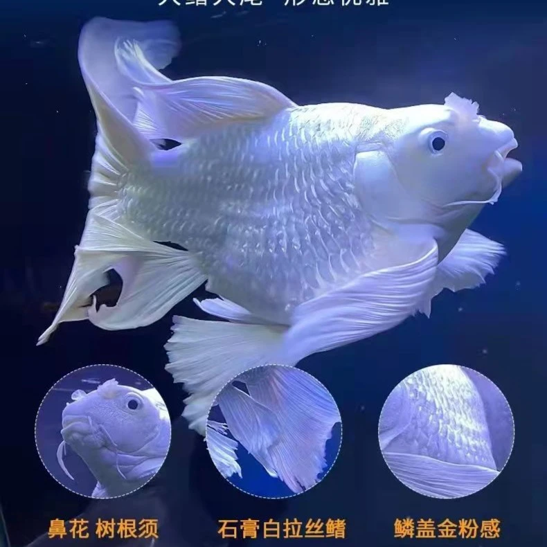 蝴蝶鲤直播间专用改价链接包邮包活