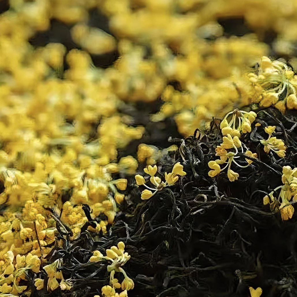 秀魁桂花红茶 桂花香和蜜甜香的结合