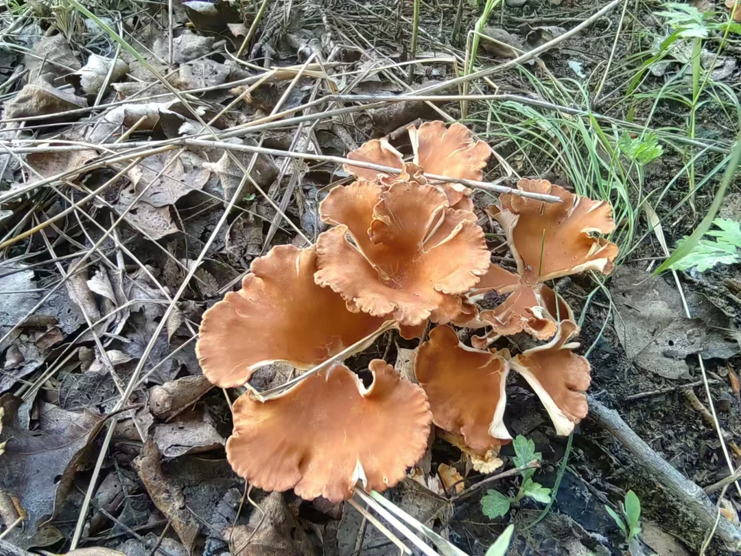 喇叭蘑菇250g500g