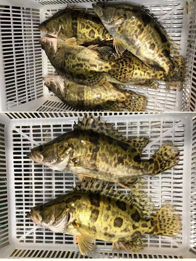 东北鳌花鱼顺丰包邮改价