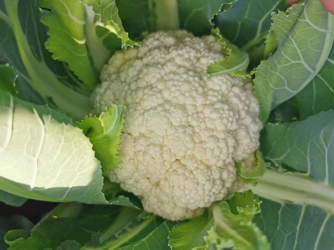 结球后，增产增收。套餐