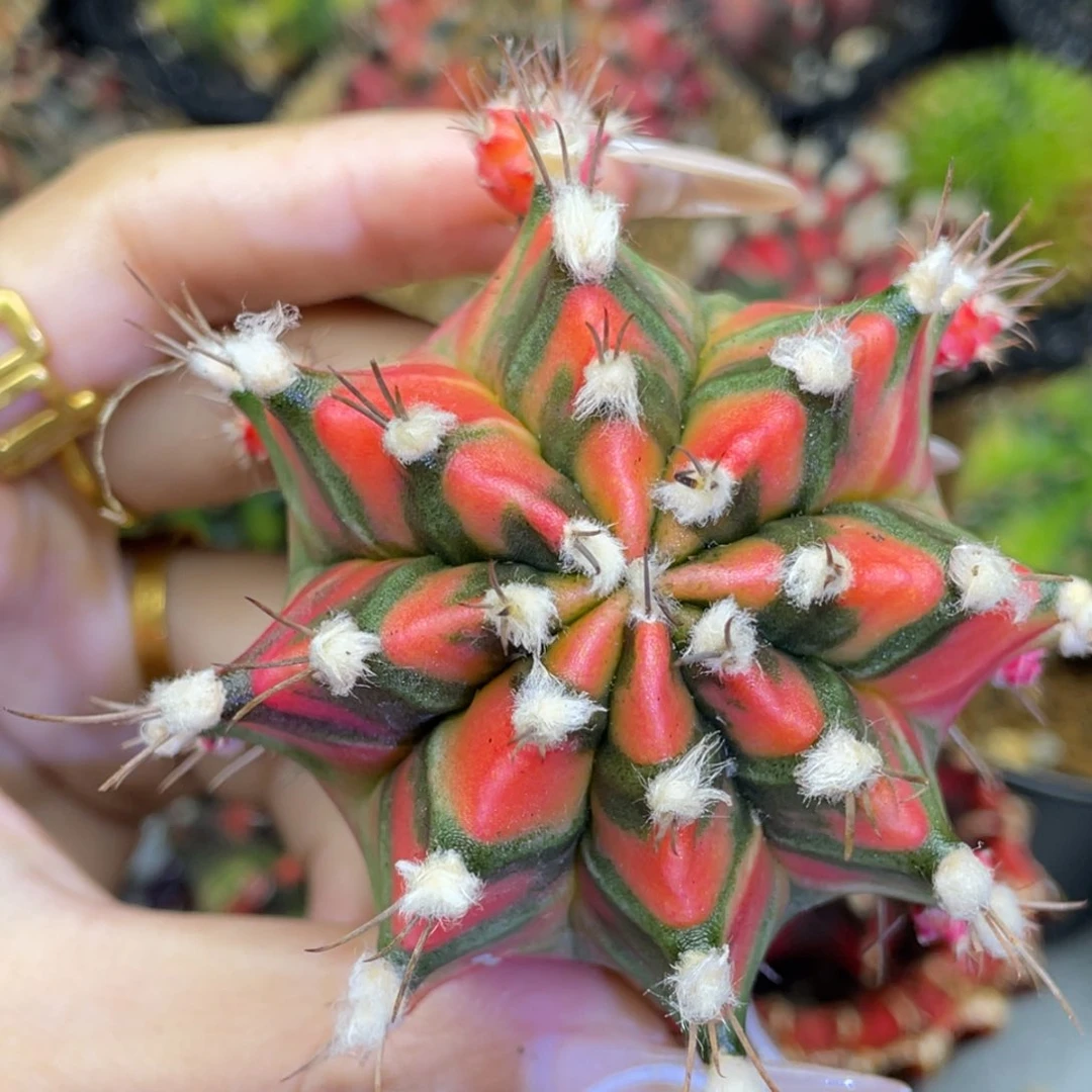 米哈星球000000980