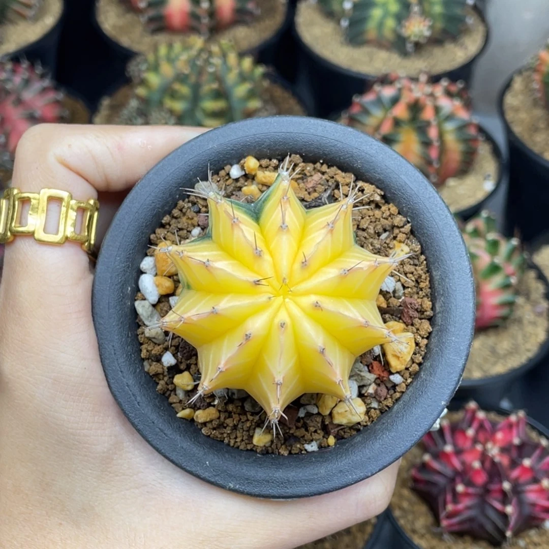 米哈星球0000000128