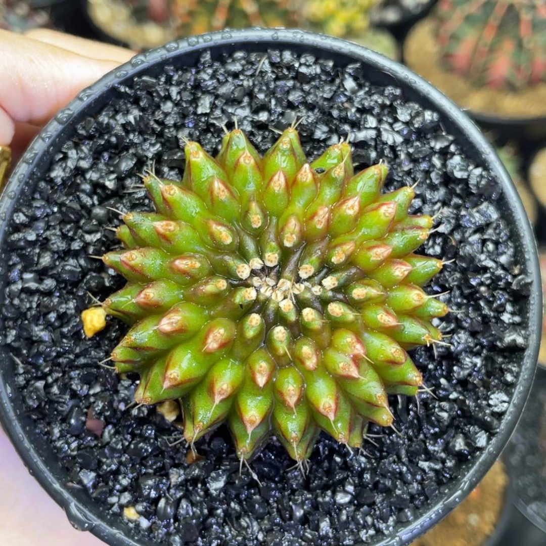 米哈星球，。0000000158