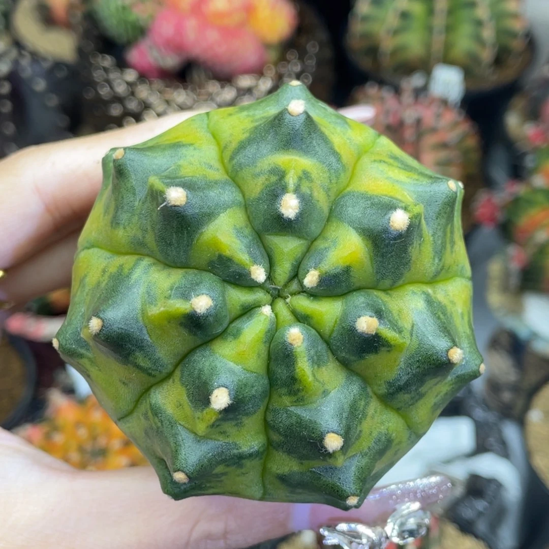 米哈星球000000005800