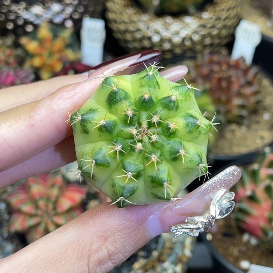 米哈星球0000000980