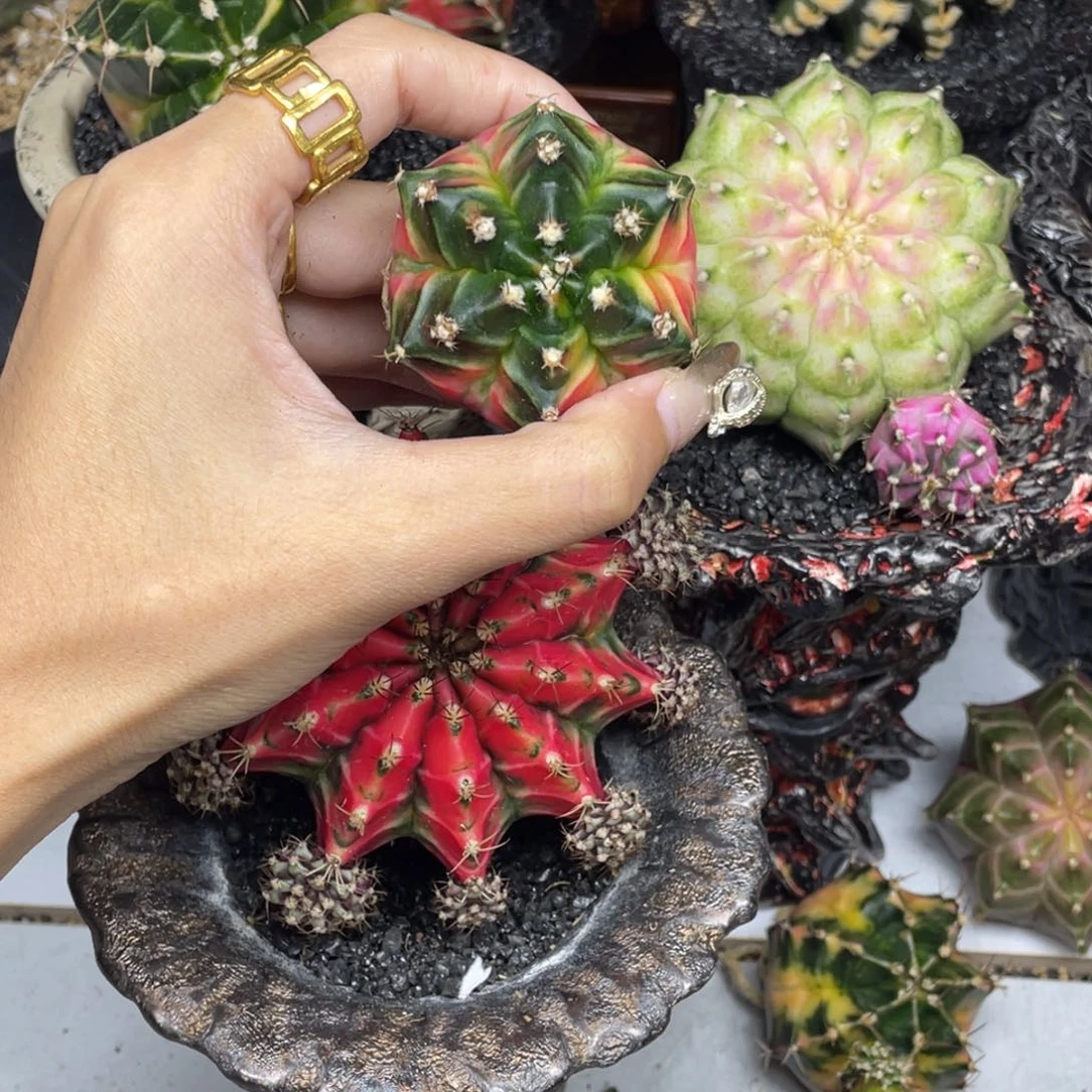 蜜*?米哈星球00000002800