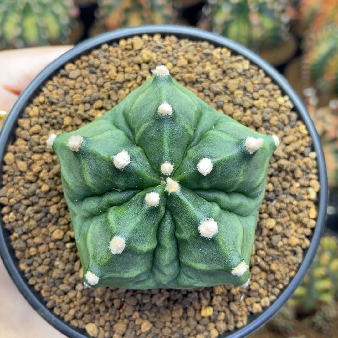 米哈星球000000000780