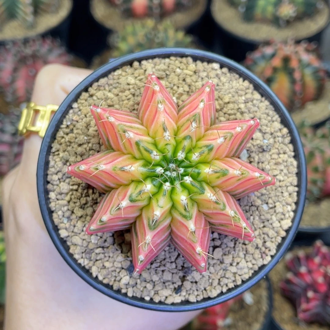 米哈星球00000000580