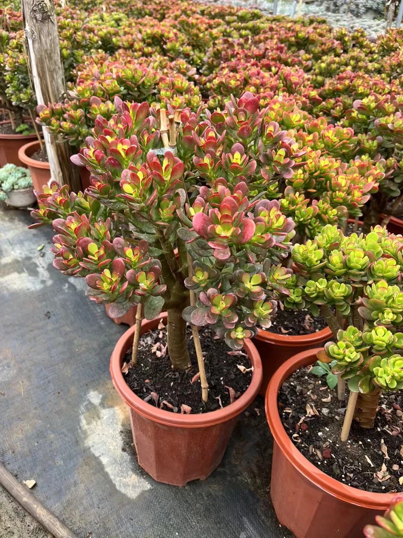 云南姬红花月 老桩红叶多肉植物懒人好养活宿舍盘栽花卉绿植清仓
