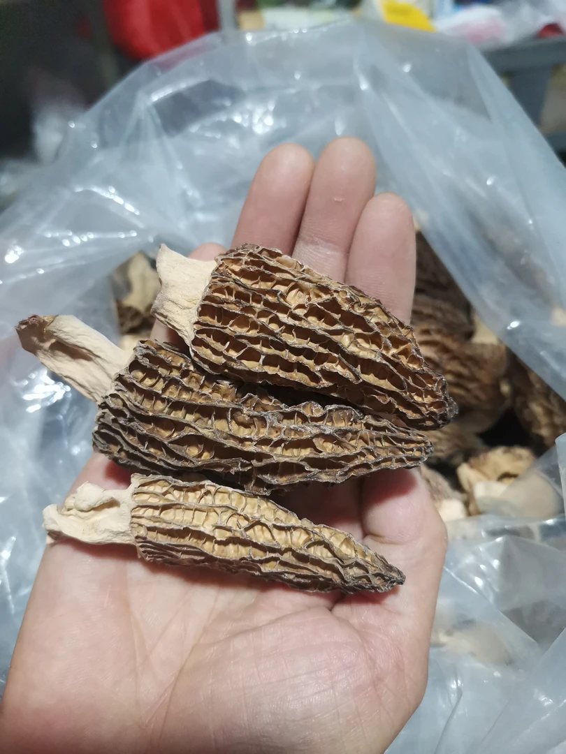 羊肚菌干货 云南羊肚菌