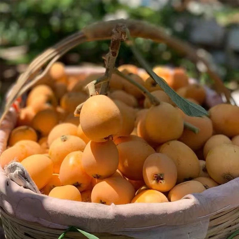 【试吃福利】云南蒙自枇杷新鲜水果甜枇杷2斤成熟多汁好吃皮薄包邮