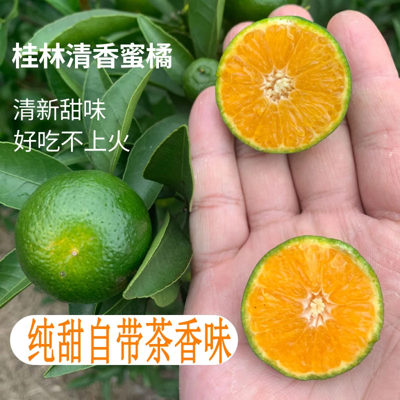 【电商标准】桂林茶橘1-8斤新鲜橘子非大果沙糖桔香甜甘甜品种包邮