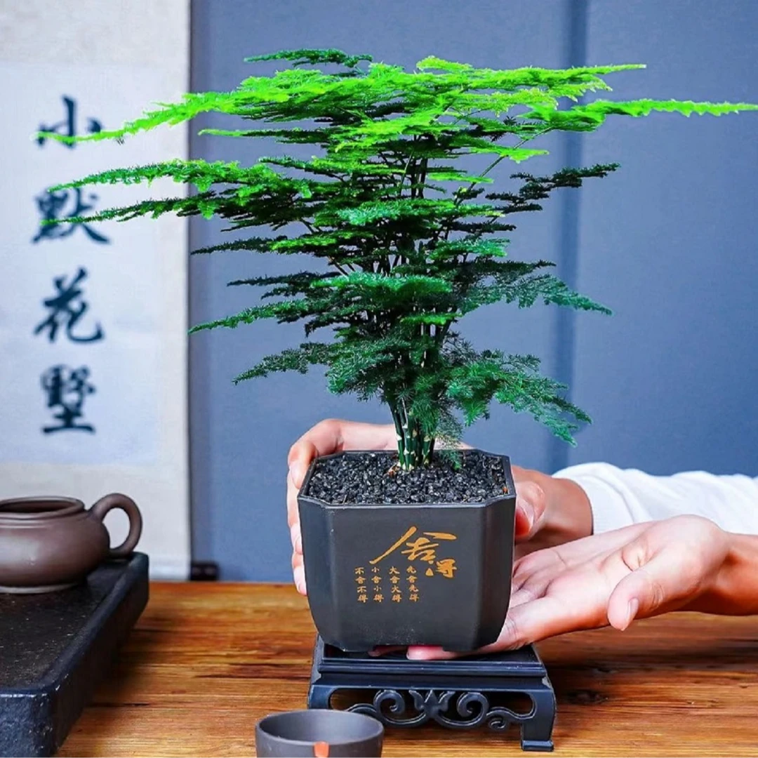 舍得文竹含盆加底座美化环境绿植花卉盆栽美观