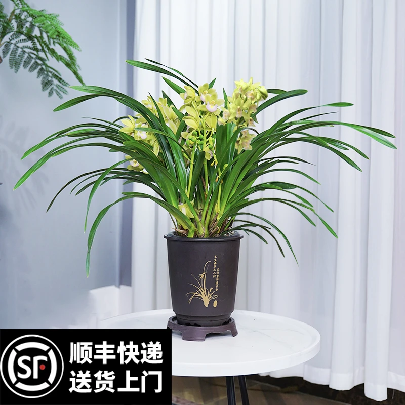【香兰】香水兰花盆栽带花苞室内植物秋冬耐寒精品香兰清香星花怒放