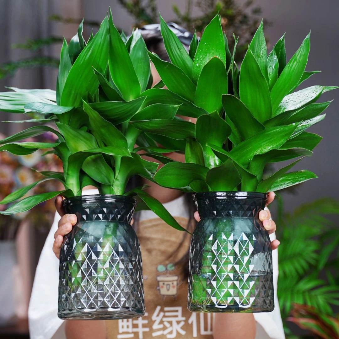 观音竹富贵竹水培植物基地发货办公室内盆栽客厅花卉绿植庭院栽培