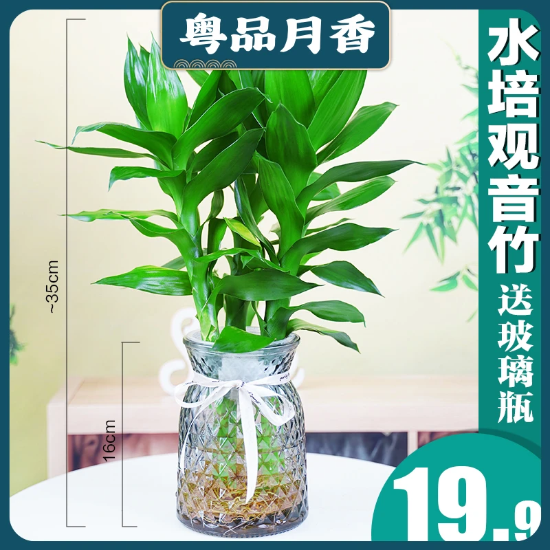 【带根发货】观音竹富贵竹水培植物带根发货办公室内盆栽客厅花卉
