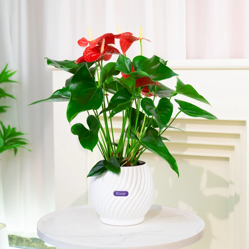 红掌盆栽植物白掌绿植室内卧室办公花卉好养一帆风顺大盆四季常青