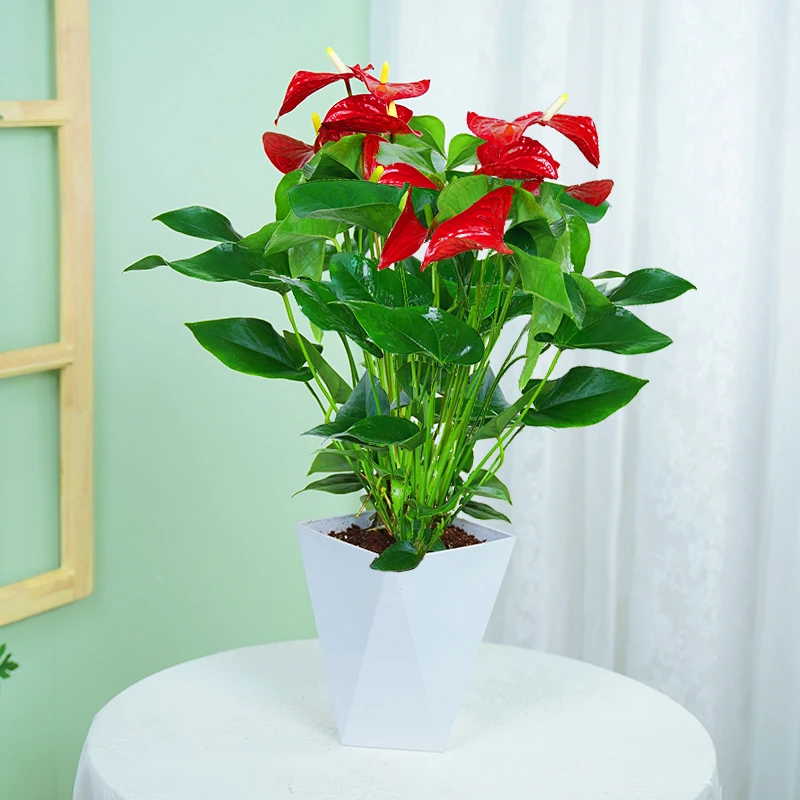 特级红掌花卉植物室内绿植鸿运当头白掌水培四季办公室开花