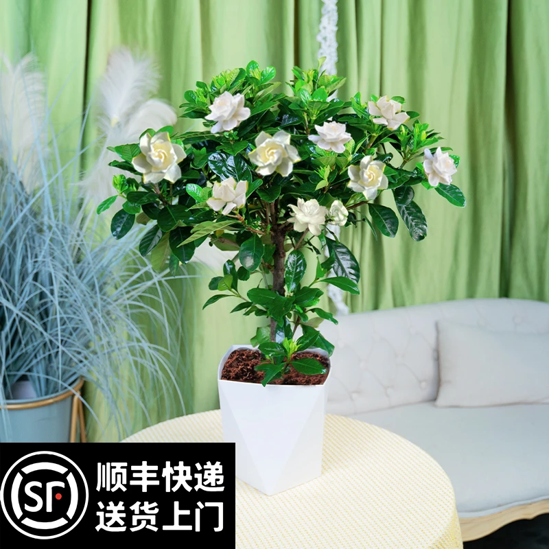 【顺丰包邮】棒棒糖栀子花盆栽四季好养花卉植物生长室外水培土开花