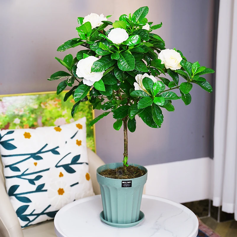 Y浓香型栀子花棒棒糖盆栽花卉植物室内四季好养阳台水培土培开花