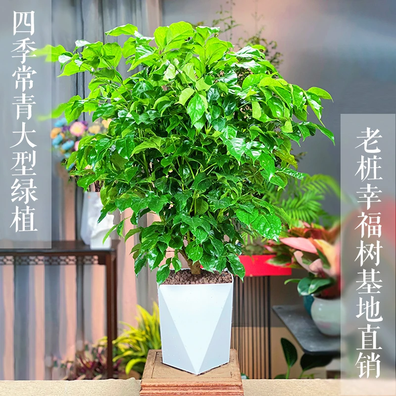 丛生幸福树客厅绿植大棵绿宝盆栽办公室内特大型植物净化空气庭院