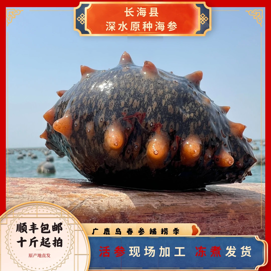 【长海县原产地】深水原种捕捞鲜活海参 SF包邮 工厂直发