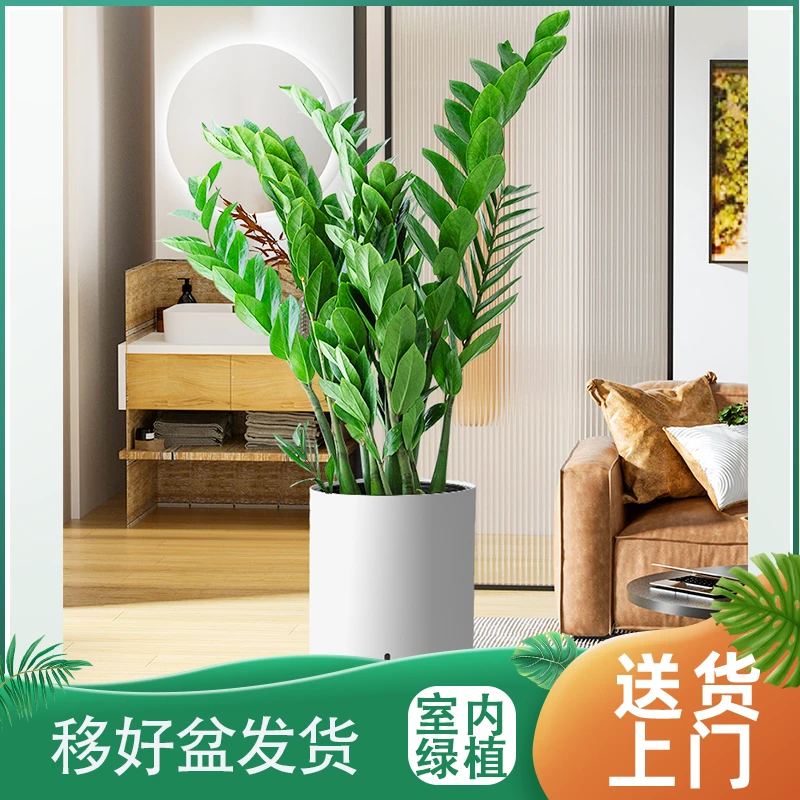 植男植女金钱树盆栽四季常青室内客厅卧室好养净化空气室外书房