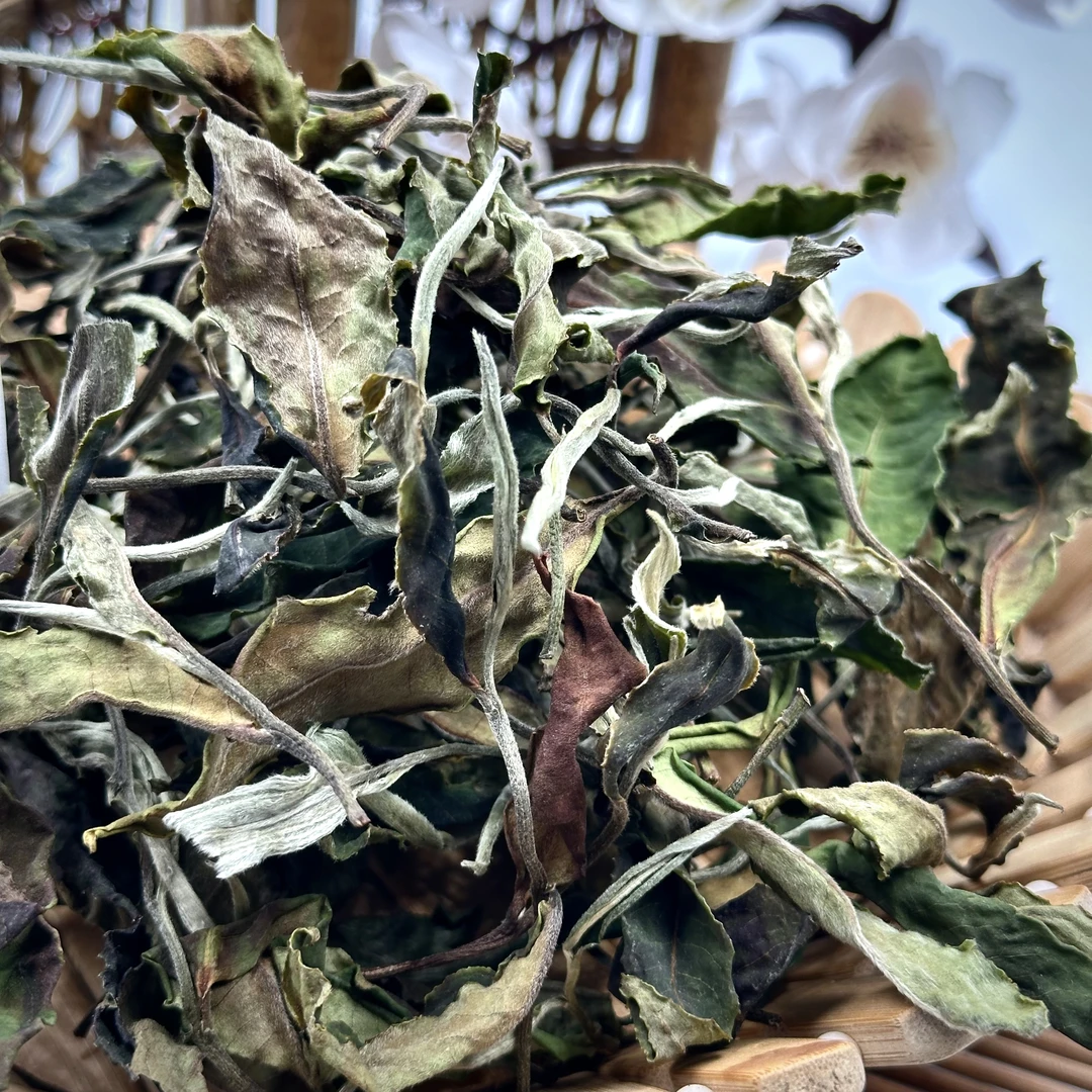 2024年  白茶散料 头春头采