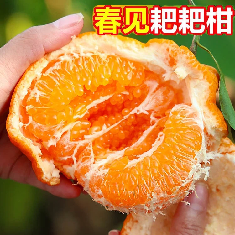 顺丰快递四川正宗春见耙耙柑主播力荐年货5/8斤9.5分甜0.5分酸