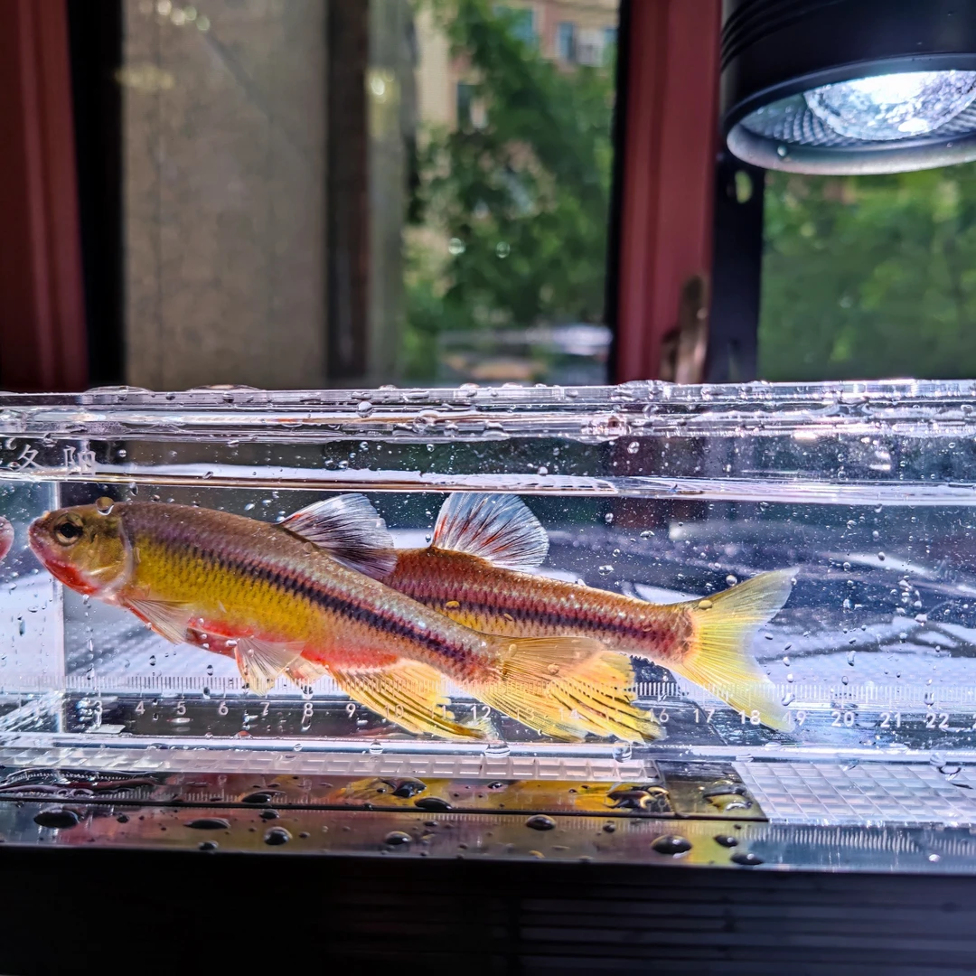 观赏鱼纵纹鱲12-13包公