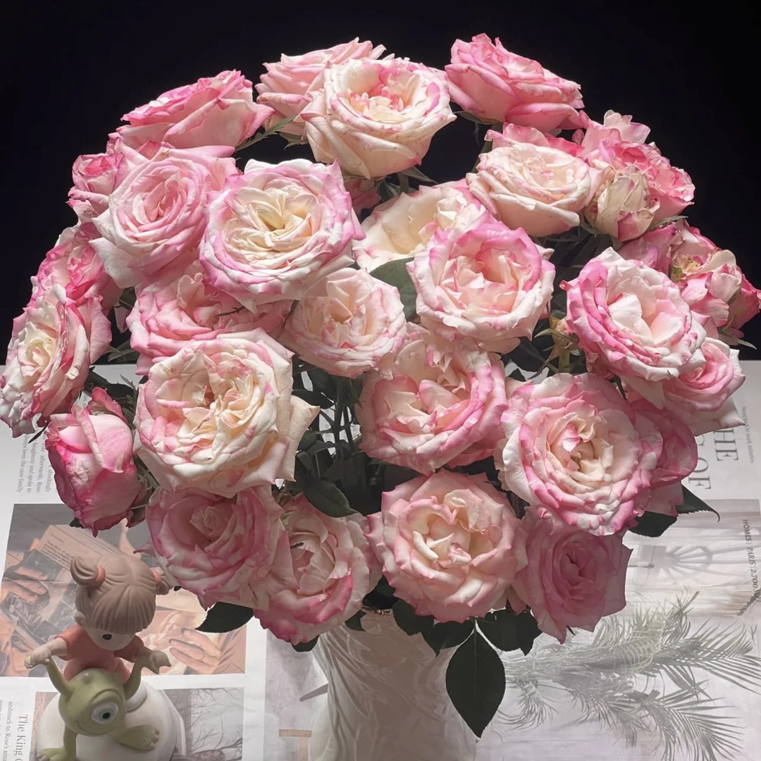 【杨鹏鲜花】霓裳 单头玫瑰 云南鲜花包邮