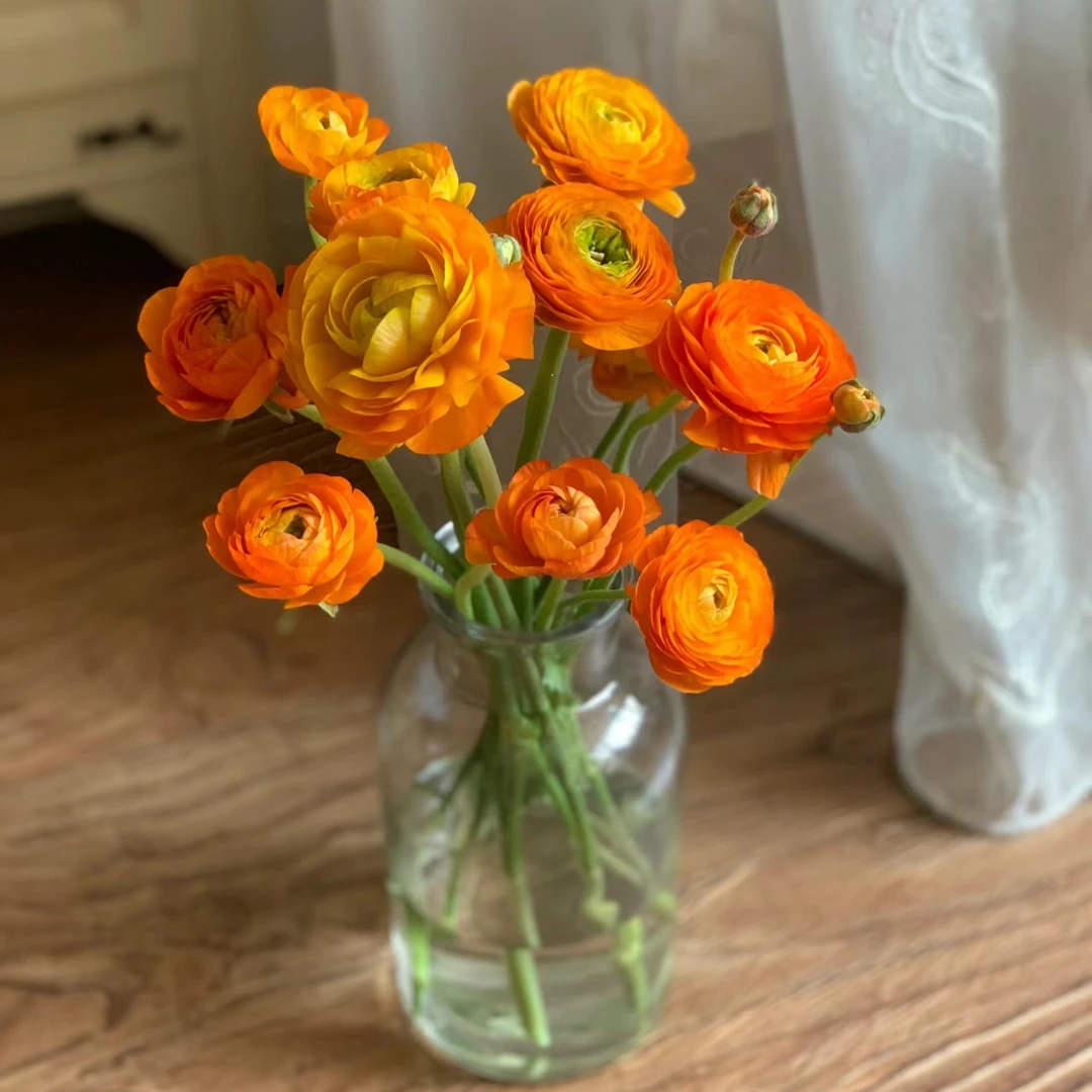 【杨鹏鲜花】HERMES橙洋牡丹 云南鲜花包邮生花苞发货（带纸壳醒花）