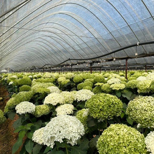 【杨鹏鲜花】A级安娜绣球 抹茶绿 重瓣绣球 彩色 云南基地鲜花