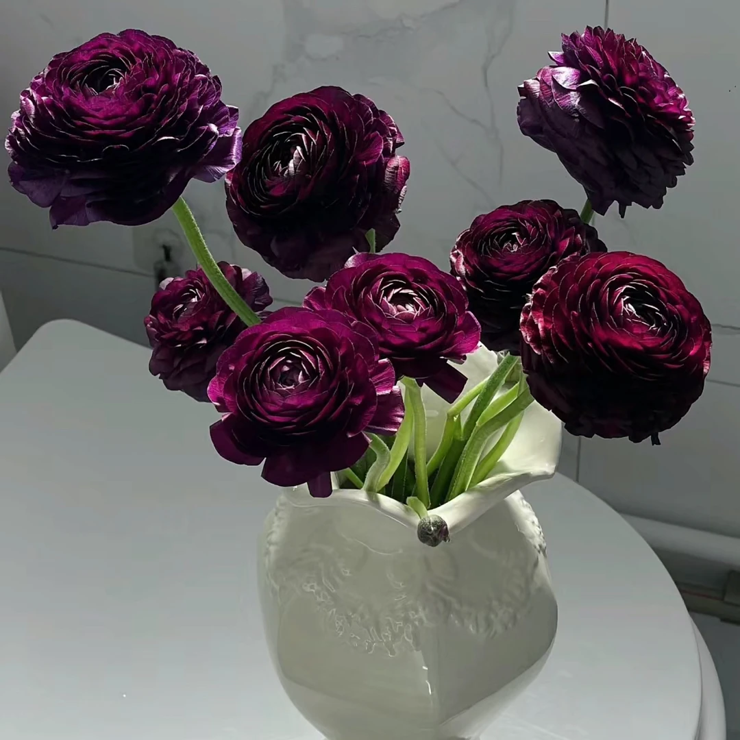 【杨鹏鲜花】黑天鹅洋牡丹 云南鲜花包邮生花苞发货(带纸壳醒花)