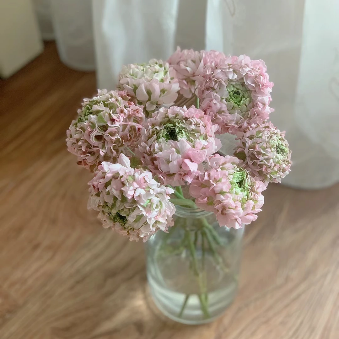 【杨鹏鲜花】粉绿锦鲤洋牡丹 云南鲜花两单包邮