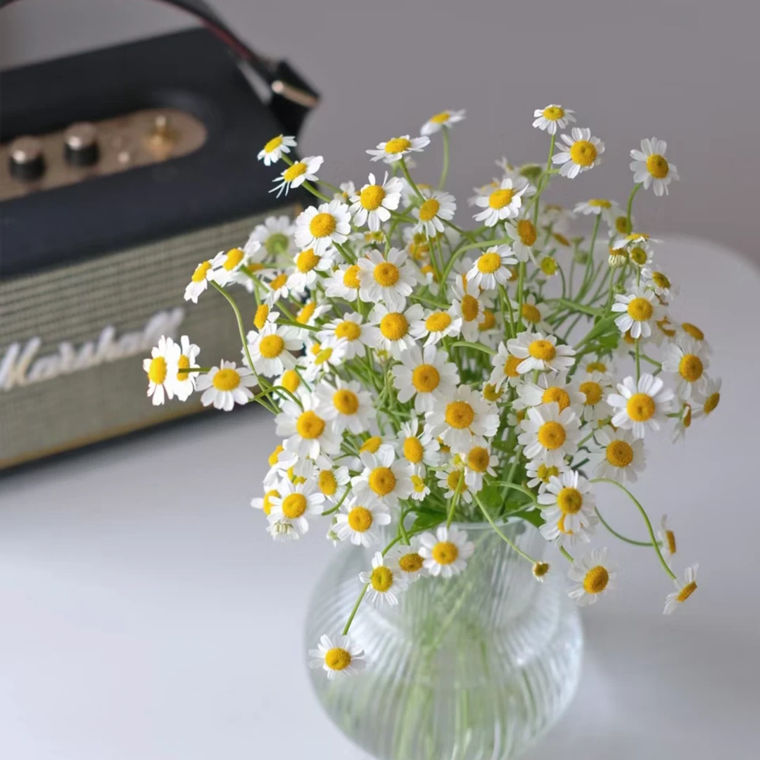【杨鹏鲜花】洋甘菊 勇敢 力量 云南鲜花包邮