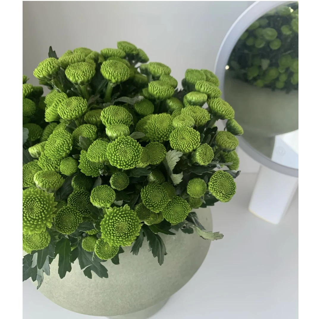 【杨鹏鲜花】绿纽扣 小菊 云南鲜花包邮