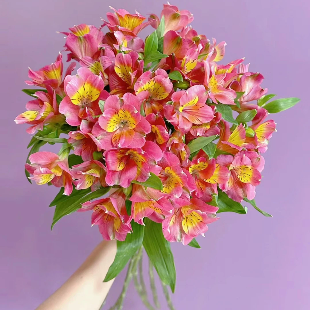 【杨鹏鲜花】蝴蝶粉六初花 水仙百合 云南鲜花包邮