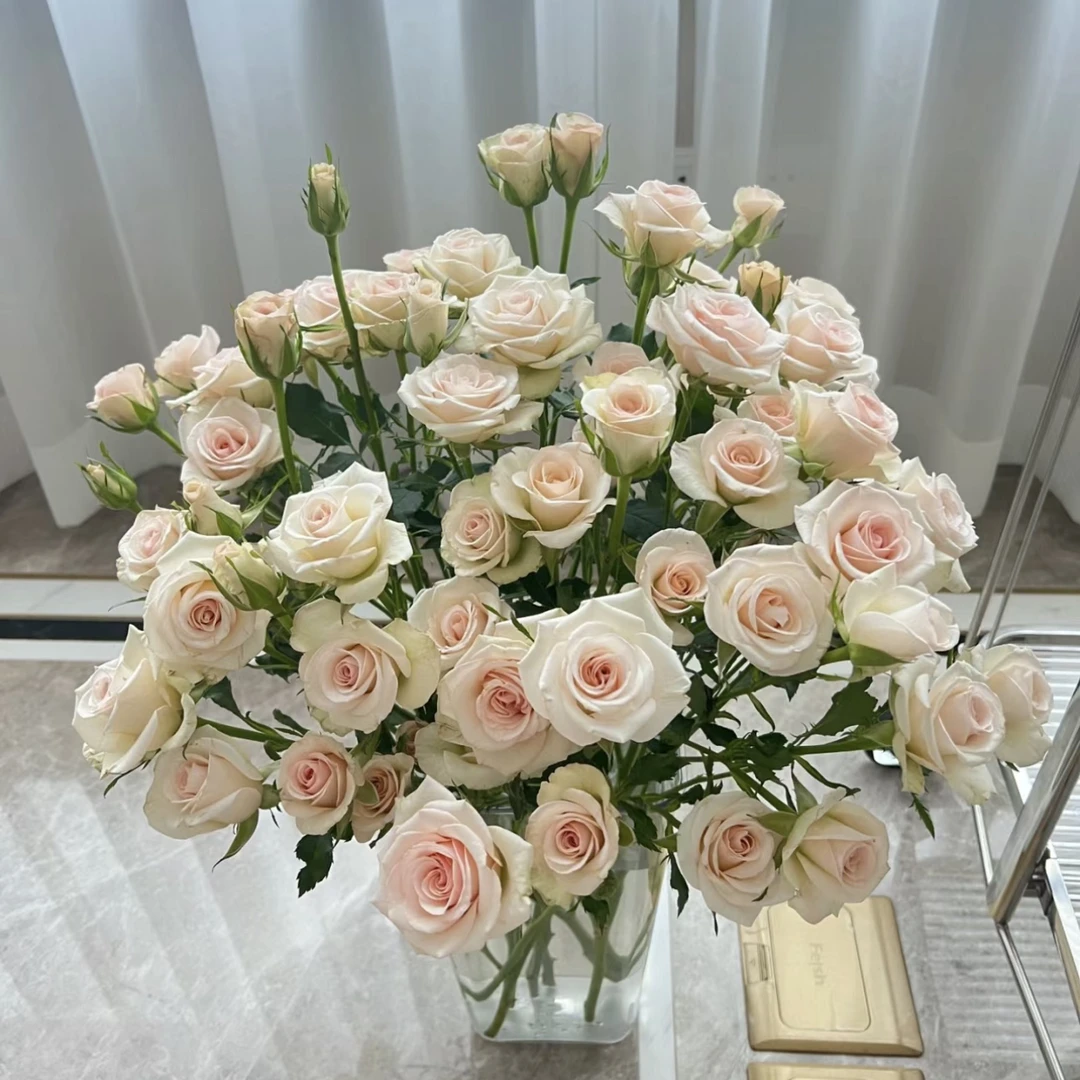 【杨鹏鲜花】香槟泡泡 多头玫瑰 云南鲜花包邮