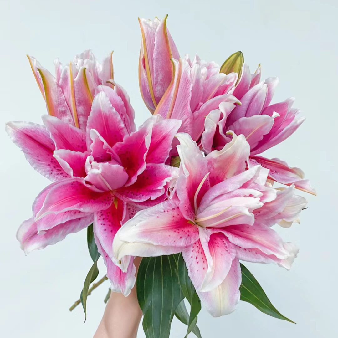 【杨鹏鲜花】太平盛世 重瓣香水百合 云南鲜花包邮