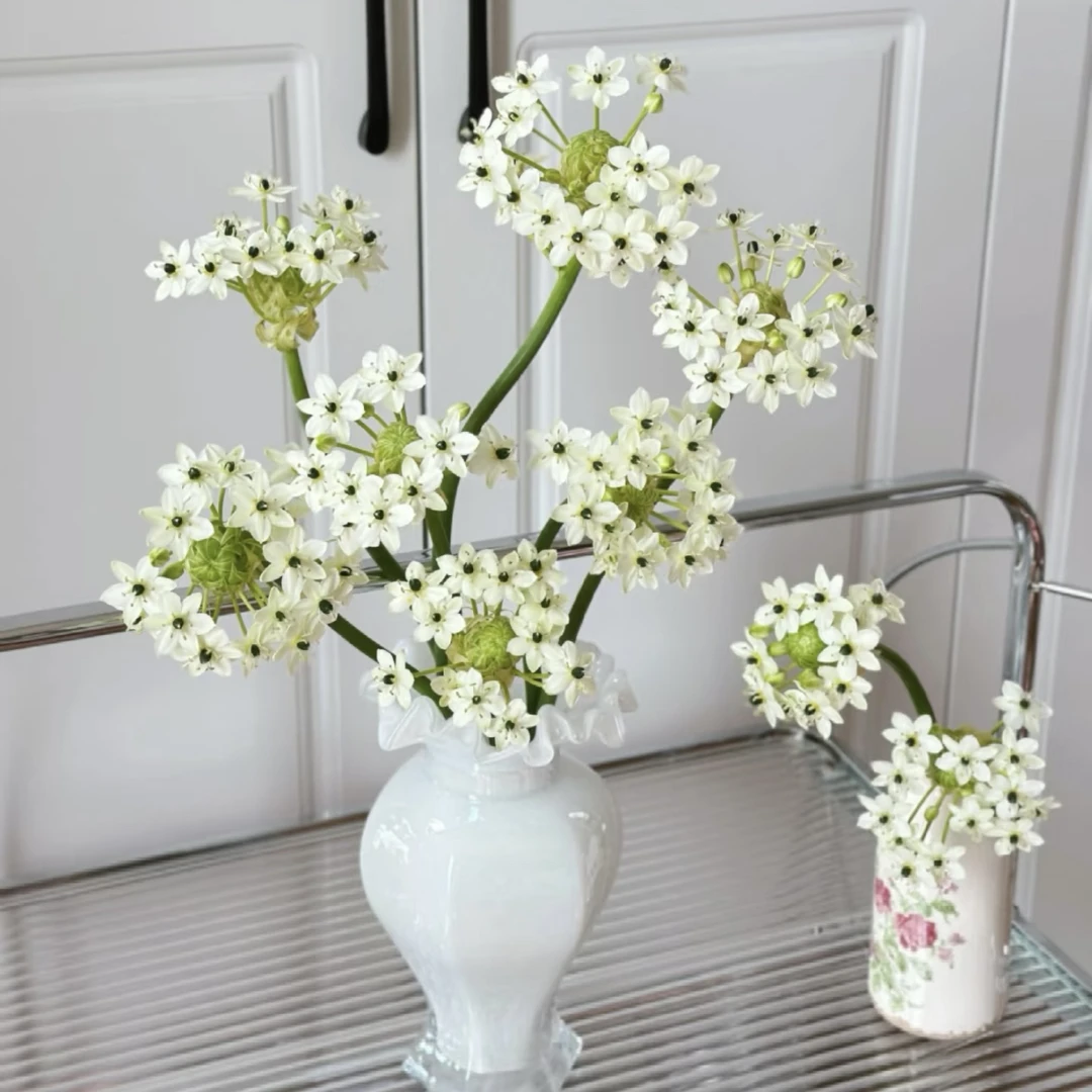 【杨鹏鲜花】天鹅绒 伯利恒之星 云南鲜花包邮