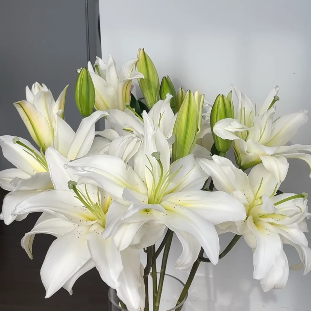 【杨鹏鲜花】白雪公主 重瓣香水百合 云南鲜花包邮