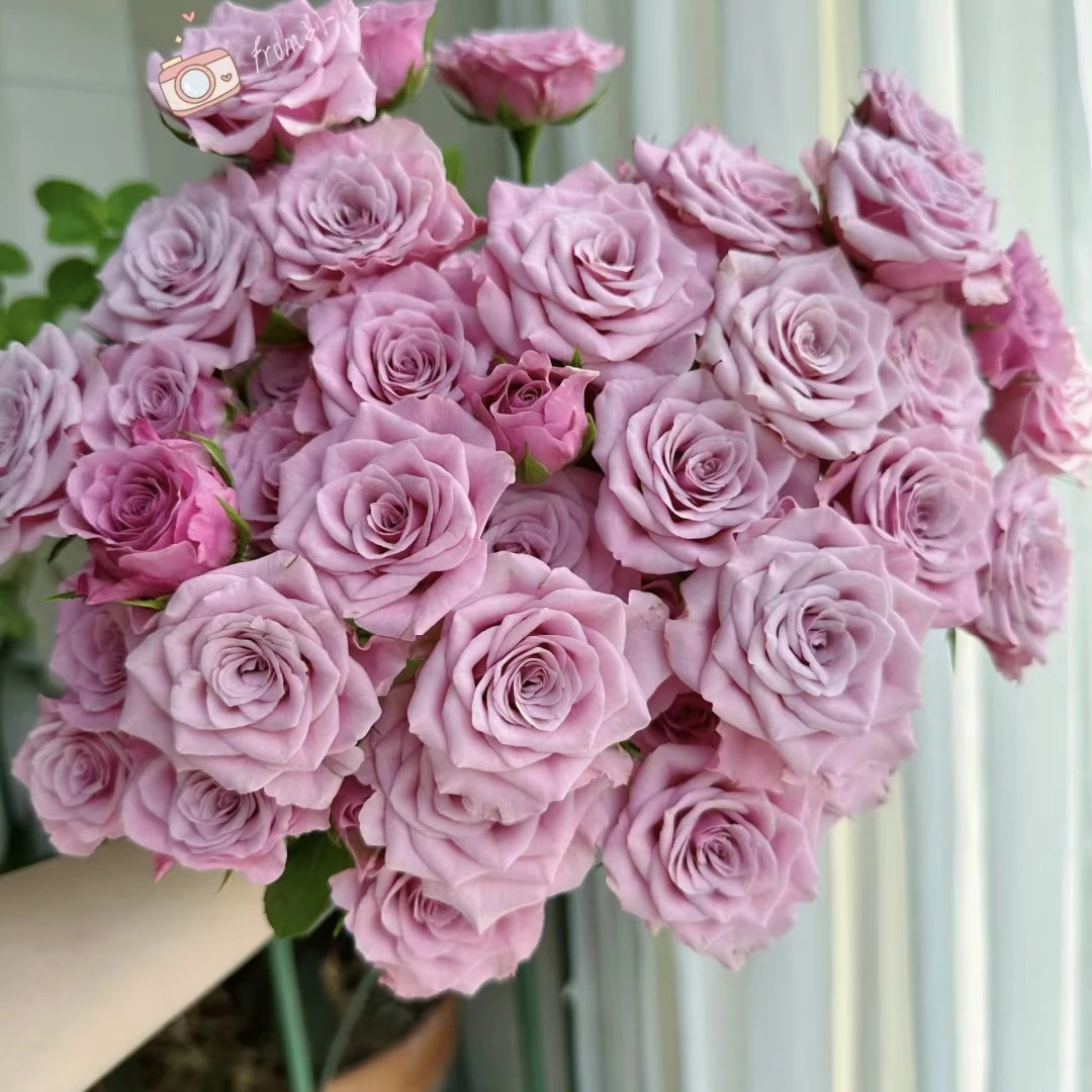 【杨鹏鲜花】诺拉多头玫瑰 云南鲜花高级软装