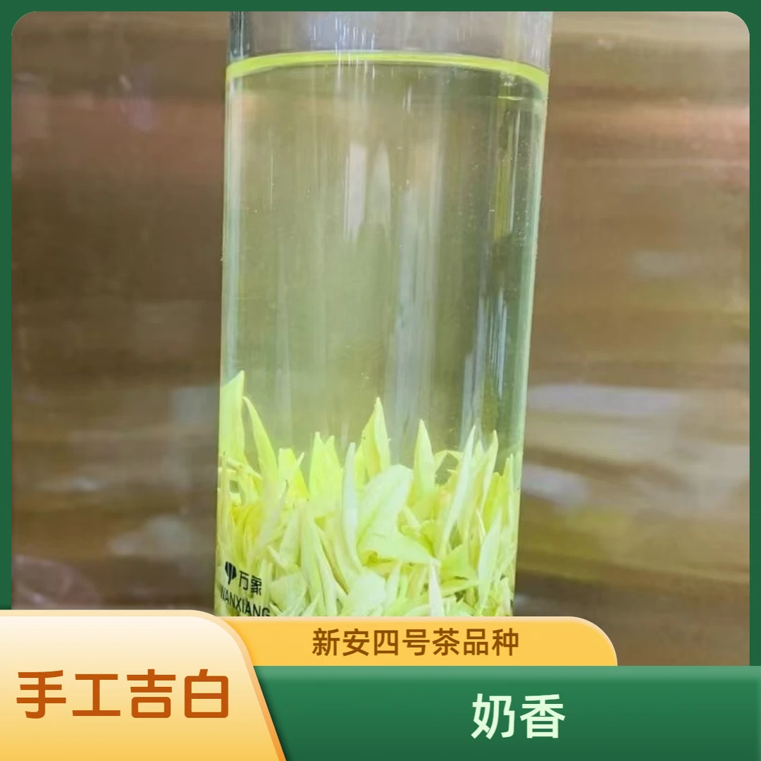 『手工奶香吉白』2024年新茶新安四号手工奶香吉白250g/500g茶叶