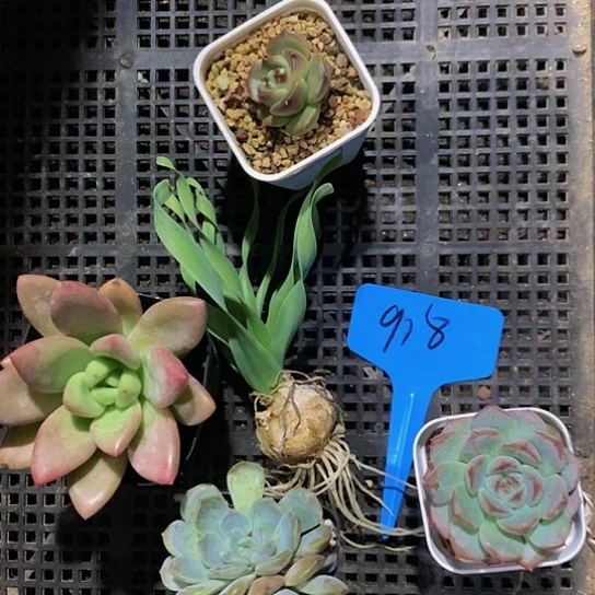 918号多肉植物园艺