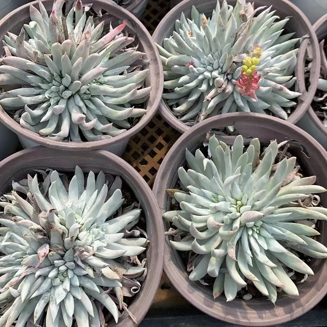 29号（凑单满12.8元包邮）奴婢吉娜仙女杯多肉