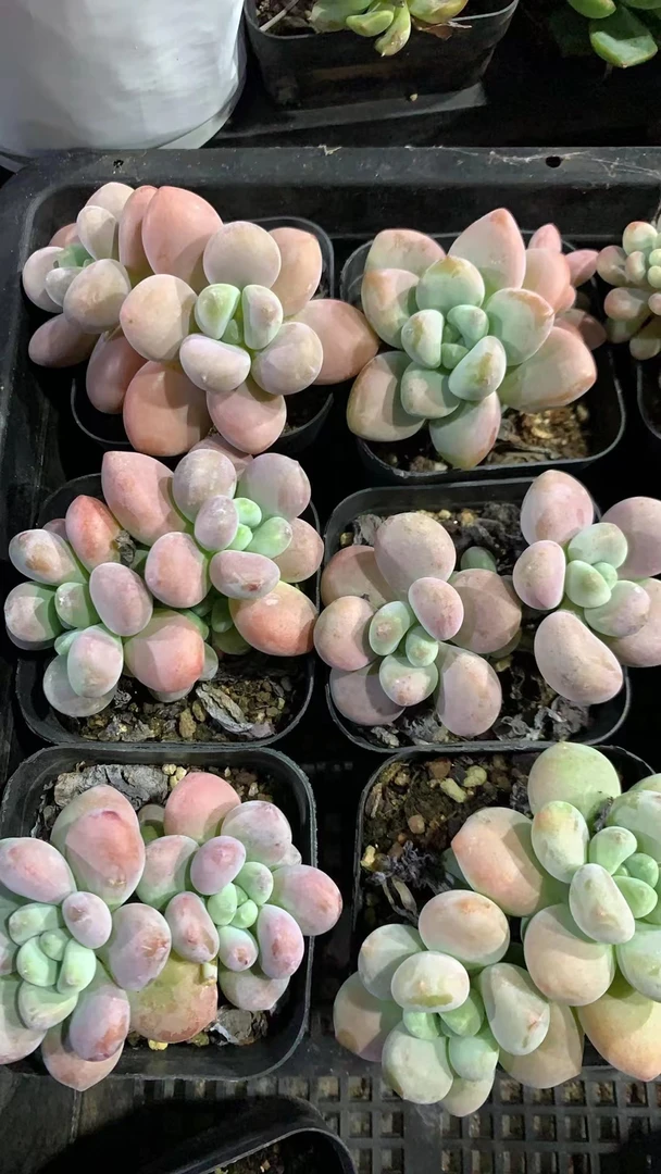 127号（凑单满18元包邮）洛神多肉双头