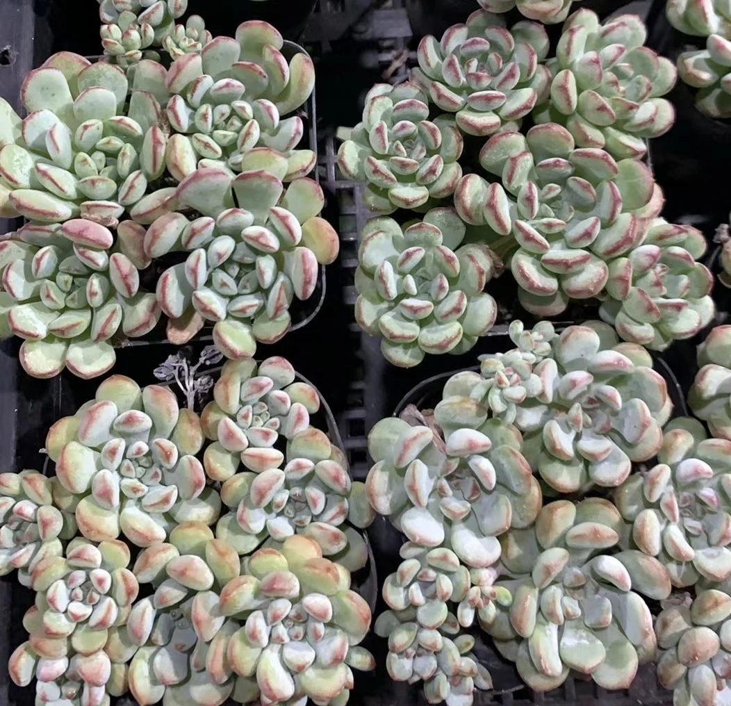 99号（凑单满18元包邮）萌豆多肉